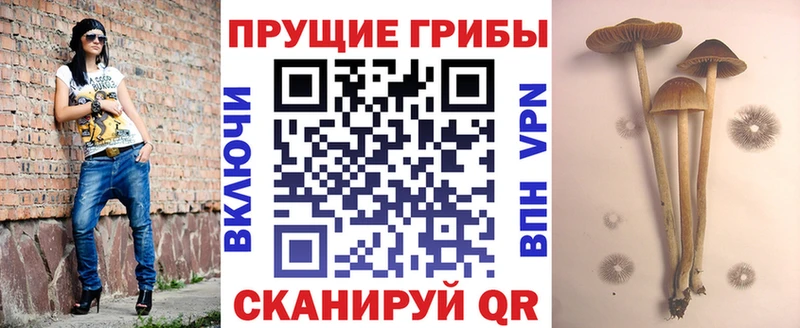 Псилоцибиновые грибы MAGIC MUSHROOMS  blacksprut сайт  Берёзовка 